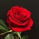 Rode Roos (Valentijnsdag)