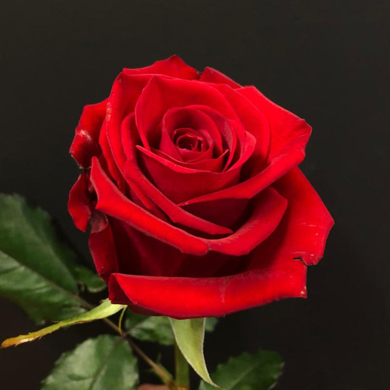 Rode Roos (Valentijnsdag)